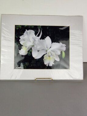 Cattleya Orchid - Signed Photograph - Sharon A. McGarry, VT